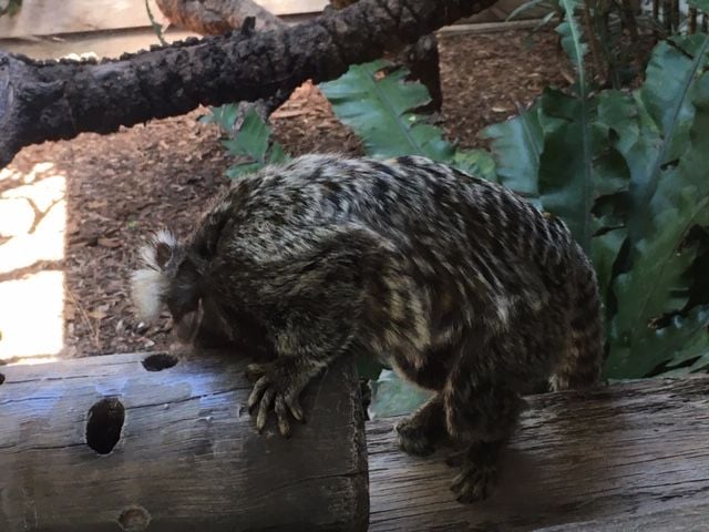 Symbio Wildlife Park - Thursday 15th October, 2020 Image -5f8d03bfb3db9